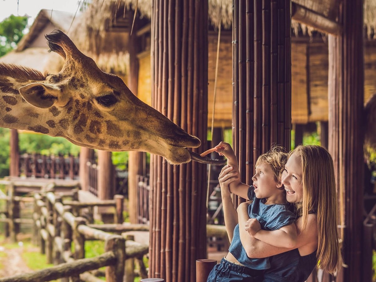 Visitors watching animals at a zoo